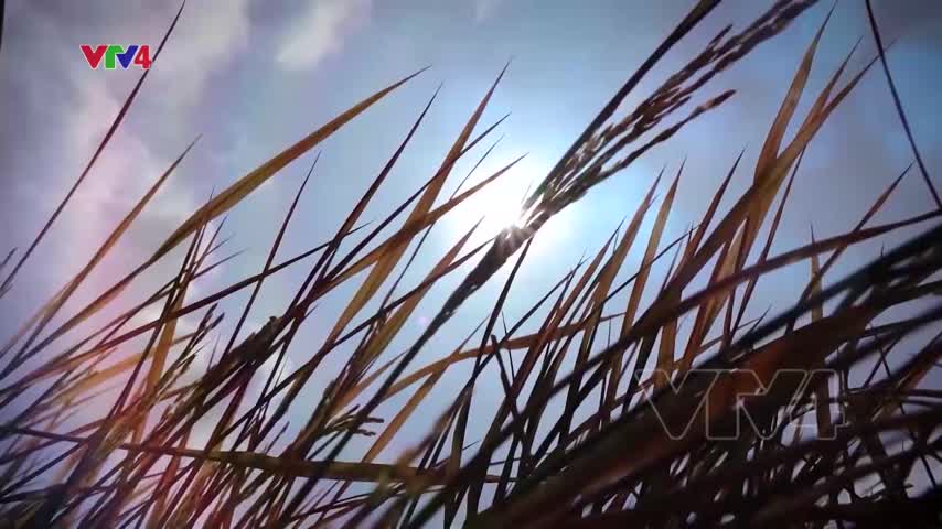 Tiêu điểm: Thích ứng với hạn mặn tại Đồng bằng sông Cửu Long