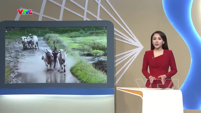 Sẵn sàng hội đua bò truyền thống Chùa Rô