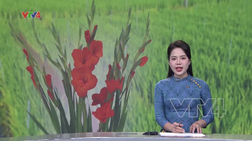 Vùng trồng hoa lay ơn lớn nhất Đồng Nai