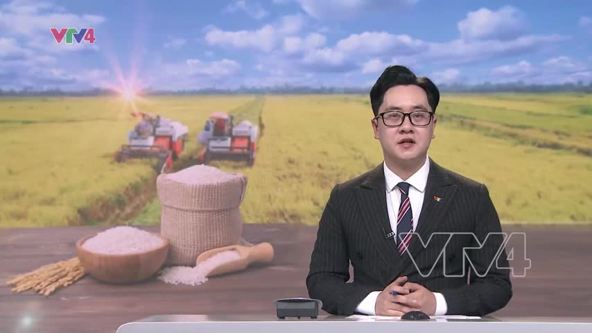 Đẩy mạnh sản xuất, kinh doanh, xuất khẩu lúa, gạo bền vững