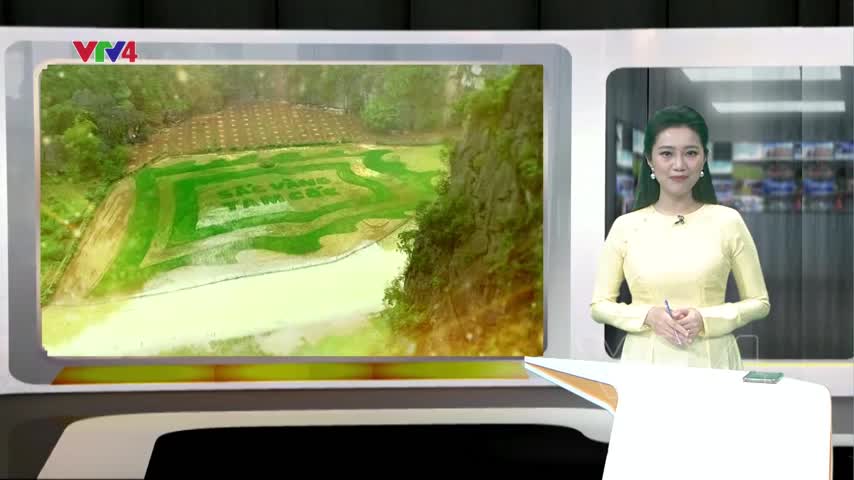 Tam Cốc mùa lúa thì con gái