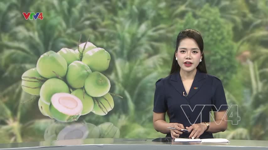 Liên kết trồng dừa hữu cơ xuất khẩu