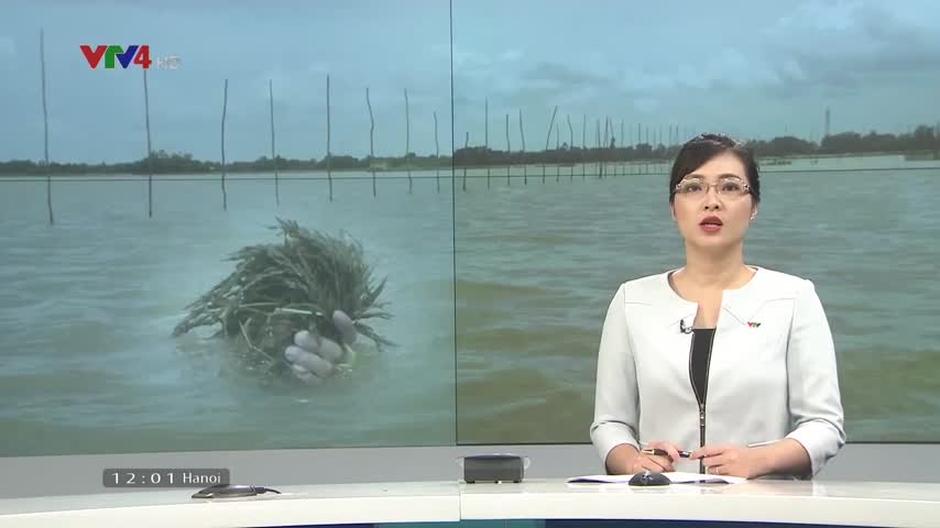 Nhiều diện tích lúa bị thiệt hại do lũ về sớm