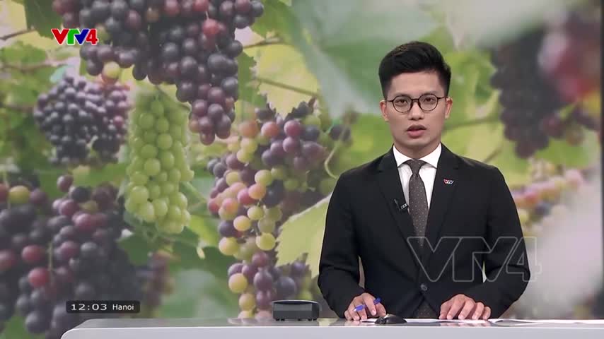 Nâng cao giá trị nho qua chế biến sâu và xuất khẩu 