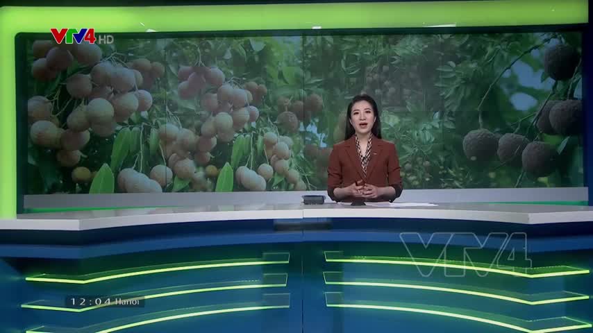 Mở rộng vùng trồng đạt chuẩn xuất khẩu Nhật Bản
