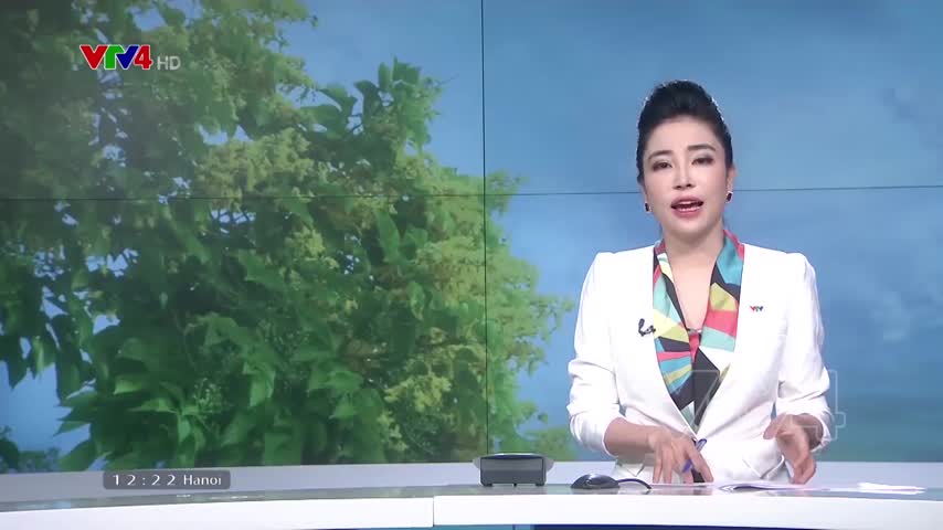 Sắc vàng hoa Sưa​