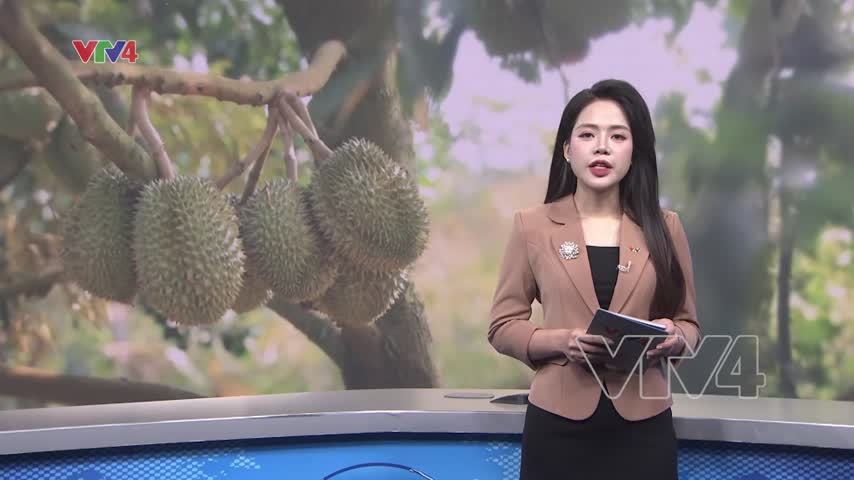 Vườn sầu riêng hút khách du lịch
