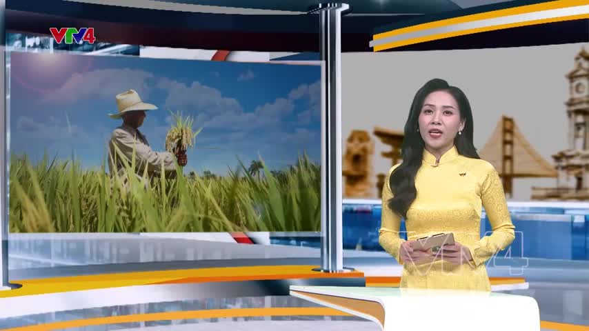 Hạt lúa Việt trên đất Cuba