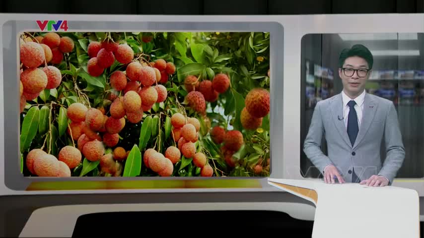 Tiếp tục đưa vải tươi xuất khẩu vào thị trường Trung Quốc