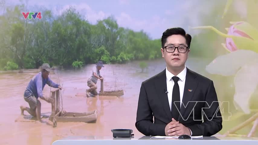 Sự sống dưới tán bần