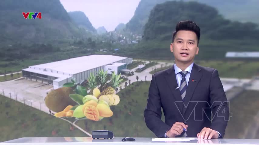 Sơn La xây dựng các nhà máy chế biến gắn với vùng nông sản