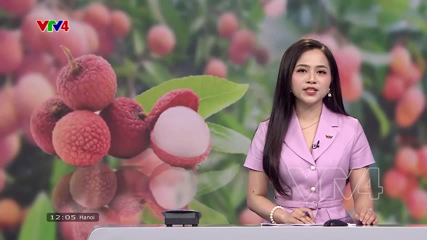Bắc Giang có thêm 12 mã số vùng trồng vải thiều xuất khẩu