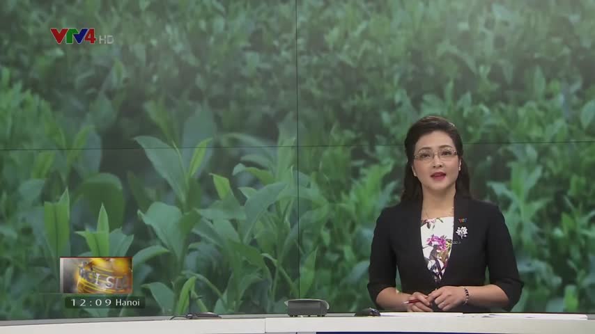 Nâng cao giá trị cây chè