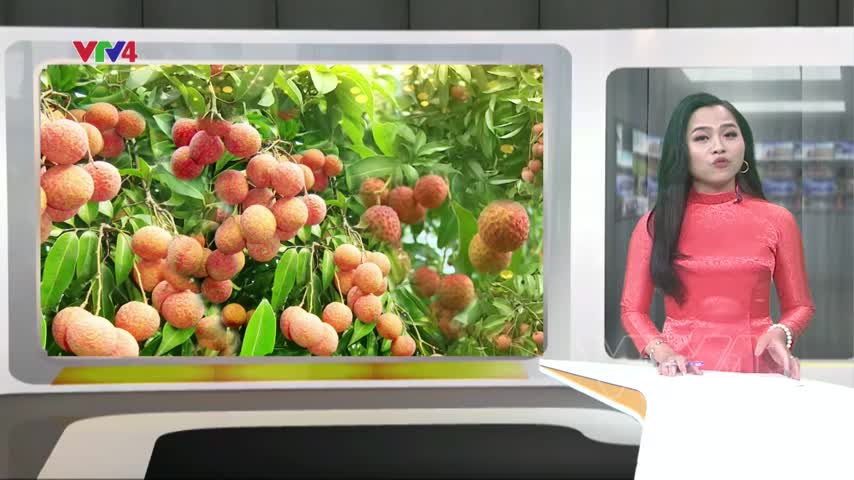 Kết nối tiêu thụ vải thiều