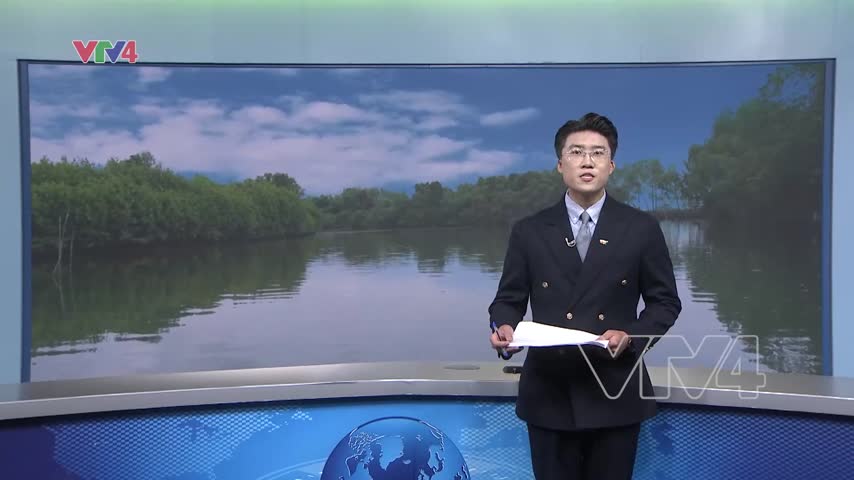 Gieo mầm xanh trên rừng ngập mặn