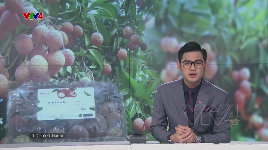 Vải thiều được cấp bằng chỉ dẫn địa lý tại Nhật Bản