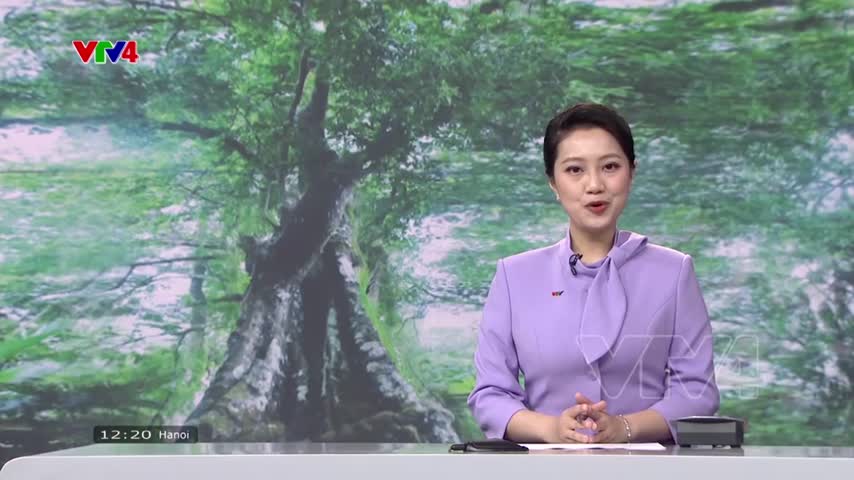 Sức sống cây thị cổ 700 tuổi