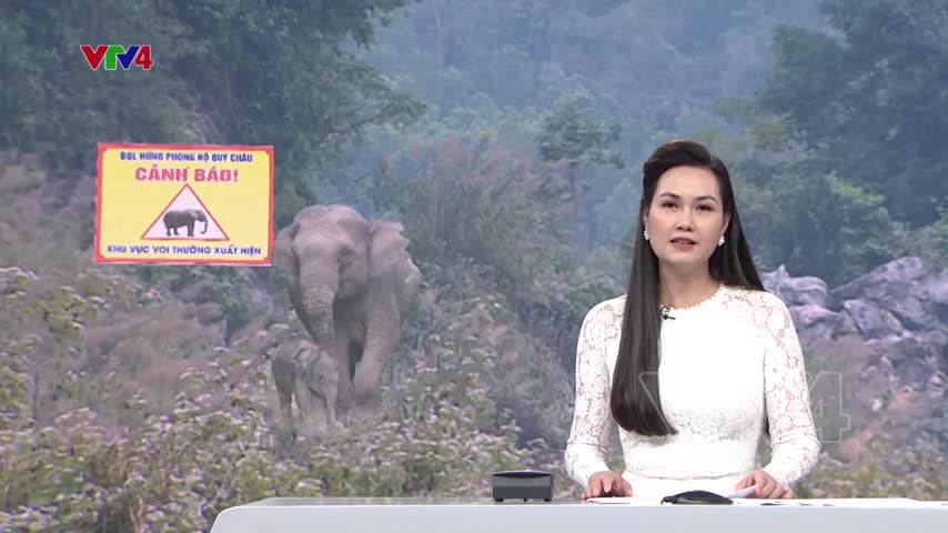 Khó khăn bảo tồn voi rừng ở Nghệ An