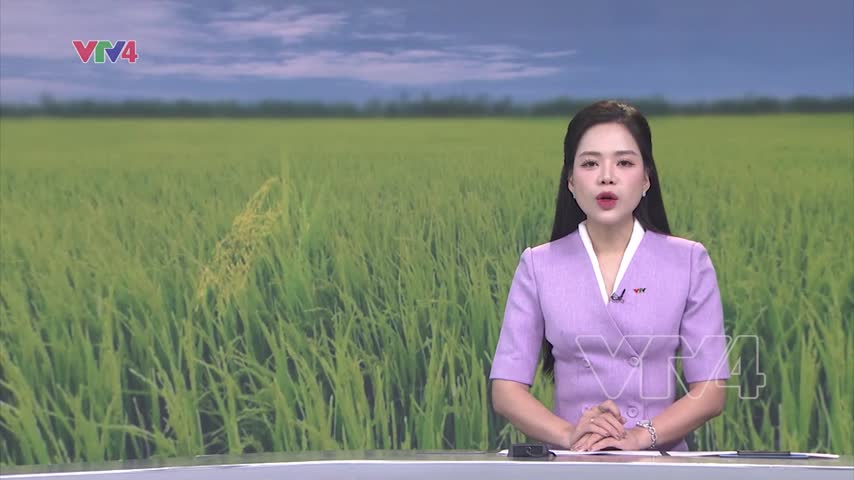 Đầu tư lúa chất lượng cao xuất khẩu