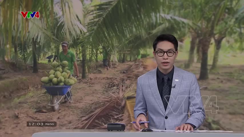 Khôi phục các vườn dừa xuất khẩu 