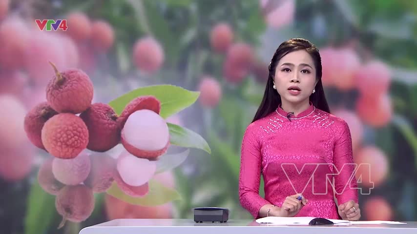 Vải lục ngạn nỗ lực chuyển dịch cơ cấu mùa vụ