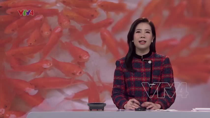 Nhộn nhịp làng cá chép Thủy Trầm