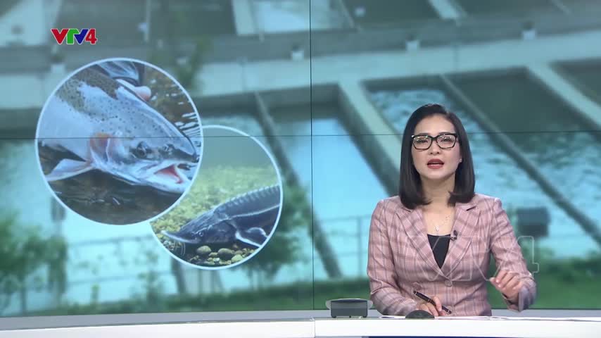 Nâng tầm thương hiệu cá nước lạnh Lâm Đồng