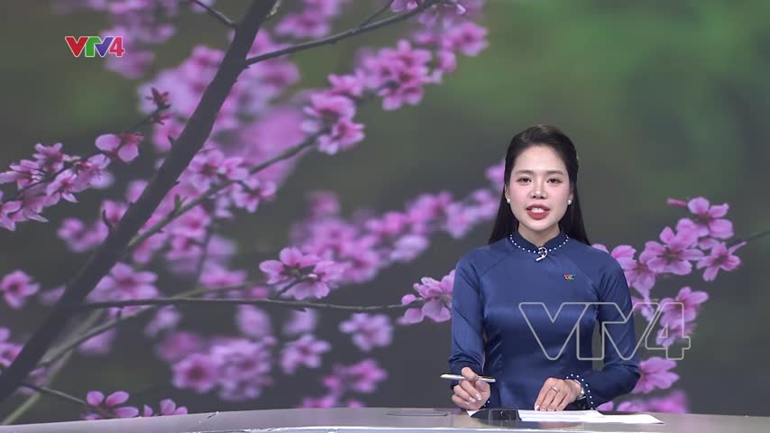 Đào Tết xuống phố - sắc xuân từ núi rừng