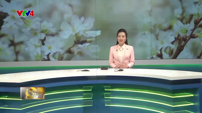 10 nghìn cành hoa anh đào Nhật Bản khoe sắc tại Hà Nội