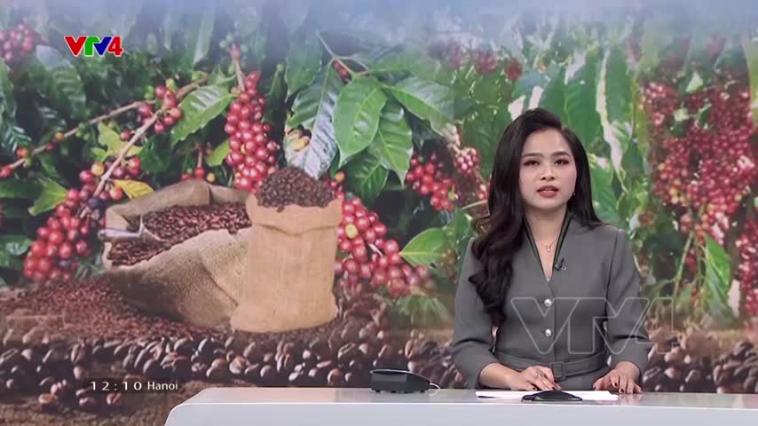Nâng cao giá trị cà phê Tây Nguyên