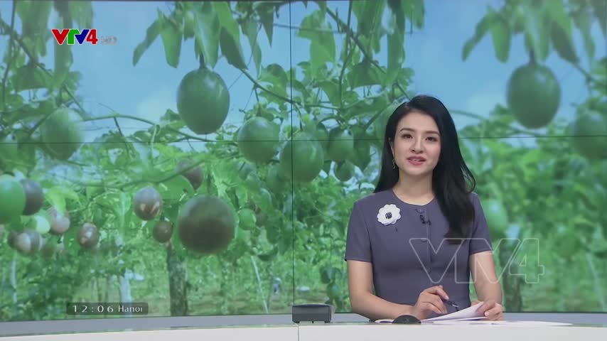 Liên kết phát triển chanh dây bền vững