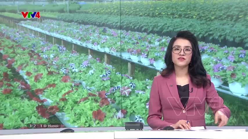 Nông dân miền Tây được mùa hoa tết