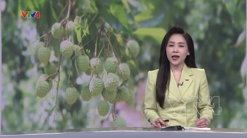 Dồn sức cho vụ vải thắng lợi