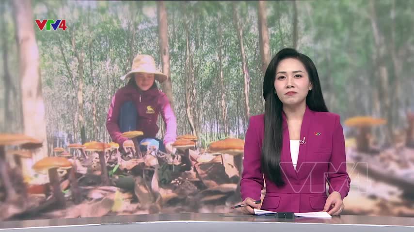 Hiệu quả trồng nấm linh chi đỏ dưới tán rừng