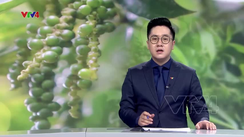 Giải pháp xuất khẩu hồ tiêu bền vững của Việt Nam
