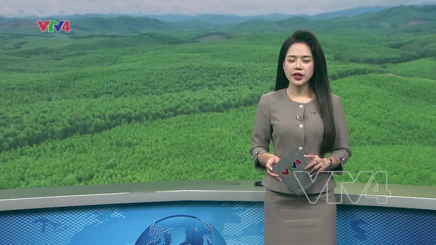 Hiệu quả từ trồng rừng gỗ lớn có chứng chỉ