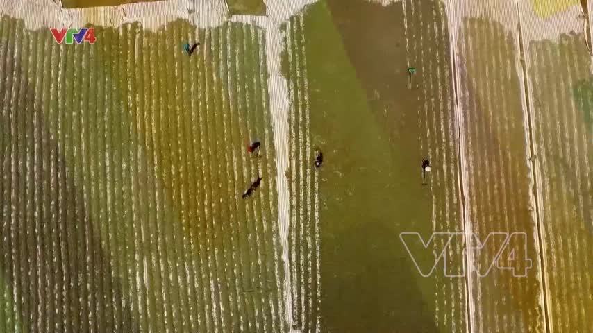 Tiêu điểm: Khai thác hiệu quả dư địa xuất khẩu thị trường Nhật Bản, Hàn Quốc