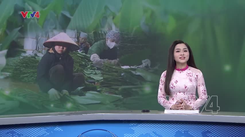 Làng nghề lá dong mùa cao điểm Tết