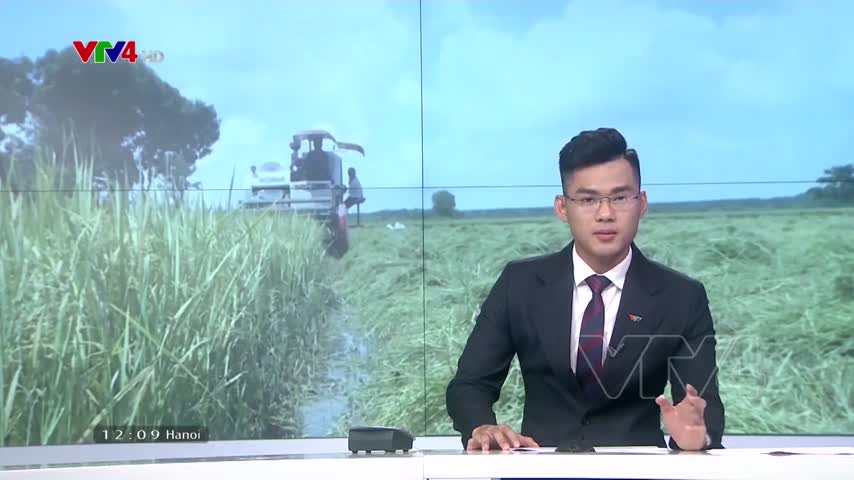 Việt Nam sắp vượt Thái Lan trở thành nhà xuất khẩu gạo lớn thứ hai thế giới