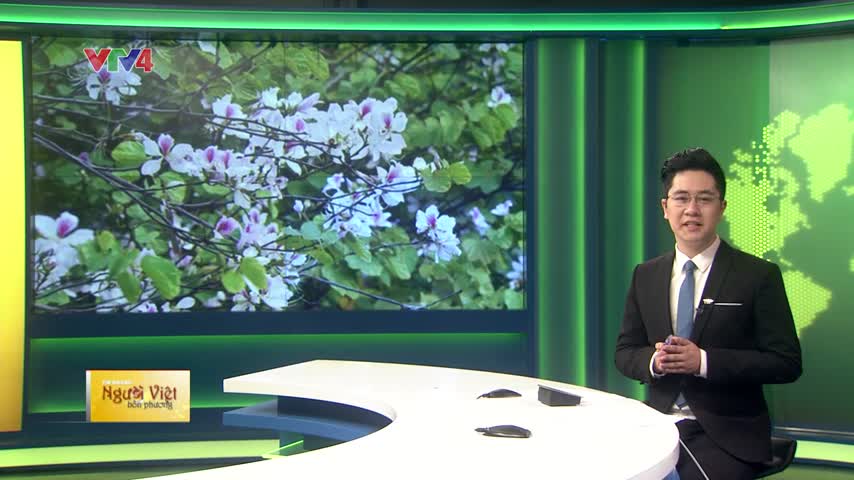 Hoa ban nở rộ tại Hà Nội