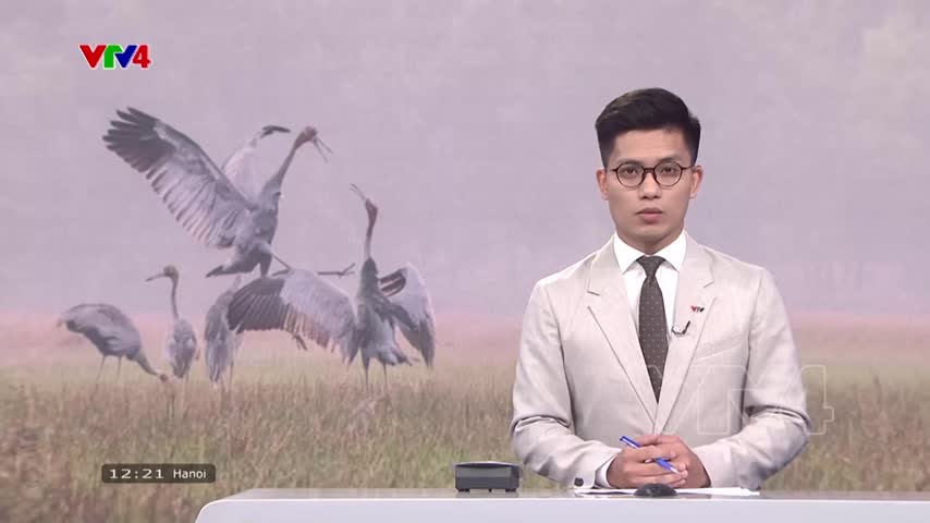 76 tỷ đồng nuôi phục hòi đàn sếu đầu đỏ