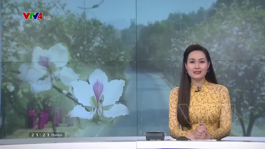 Hoa ban - thương hiệu du lịch hấp dẫn của Điện Biên