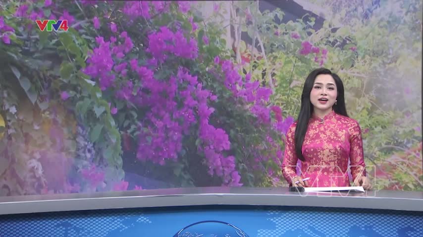 Cuốn hút mùa hoa giấy Hội An