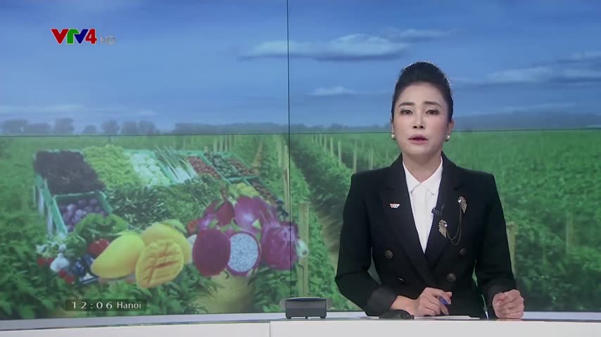 Trái cây sạch không lo đầu ra