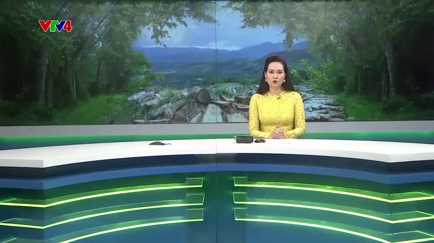Quy định của EU về khai thác và kinh doanh gỗ