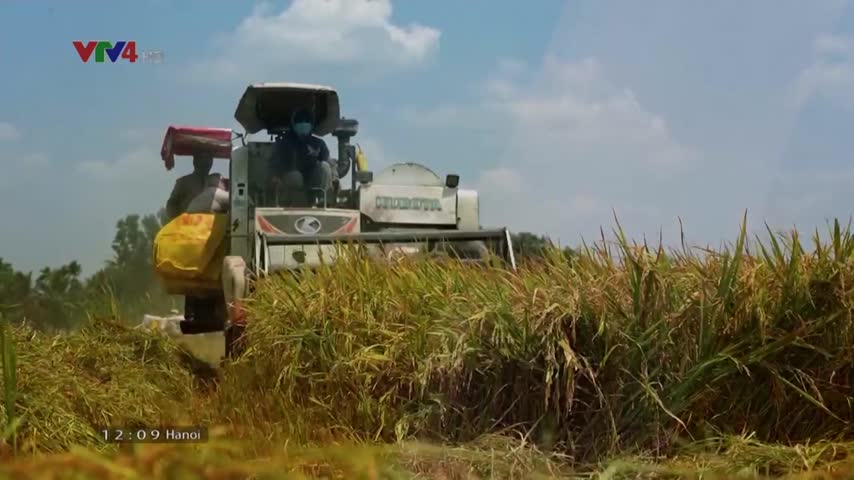 Tiêu điểm: Thị trường lúa gạo khởi sắc