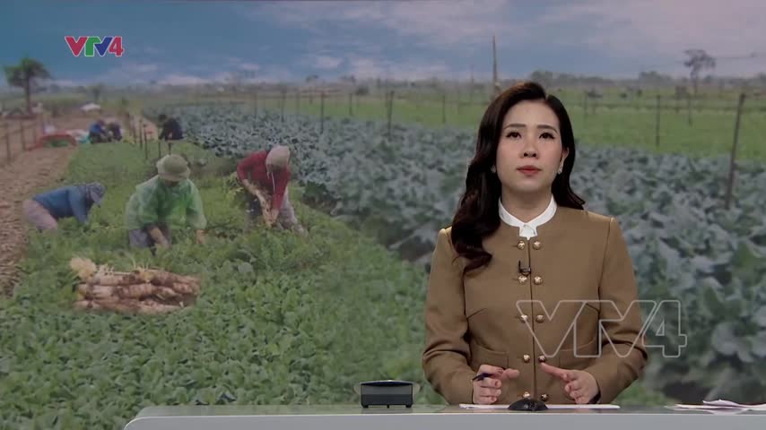 Niềm vui của nông dân trong giá rét 