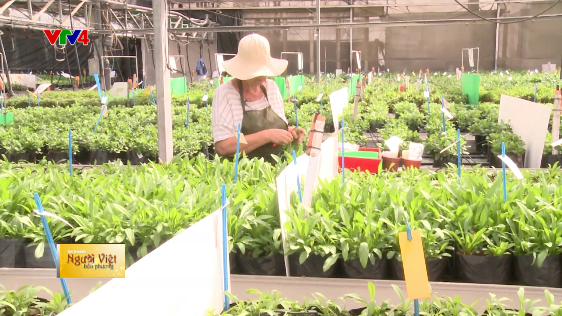 Người Việt bốn phương - 18/12/2017