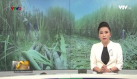 Bản tin tiếng Việt 12h - 07/04/2018