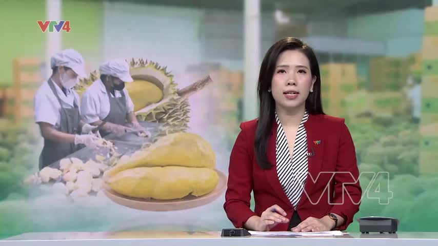 Cây sầu riêng 100 tuổi hiếm thấy